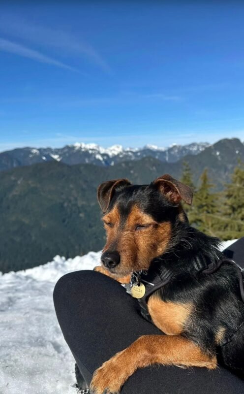Dog Mountain